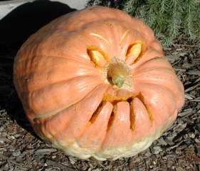 Ugly, Nipomo Pumpkin Patch, carving idea